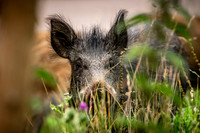 Wild Boar Forest of Dean-18