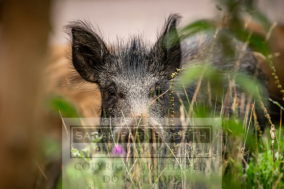 Wild Boar Forest of Dean-18