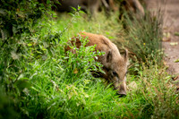 Wild Boar Forest of Dean-9