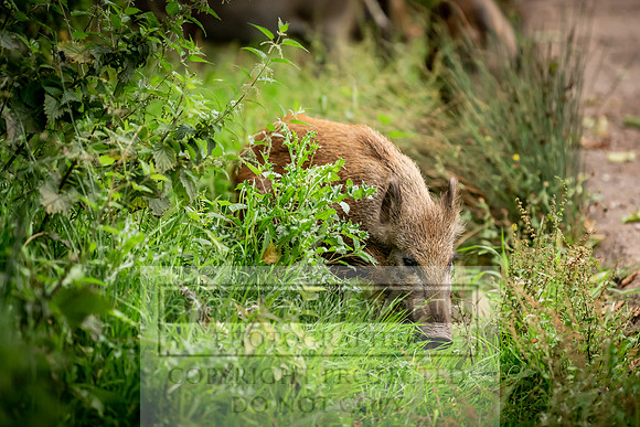 Wild Boar Forest of Dean-9