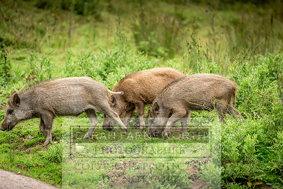 Wild Boar Forest of Dean-4