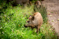 Wild Boar Forest of Dean-10