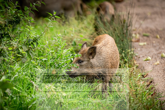 Wild Boar Forest of Dean-10