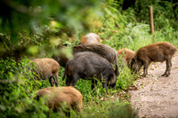 Wild Boar Forest of Dean-2