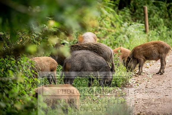 Wild Boar Forest of Dean-2