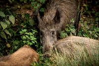 Wild Boar Forest of Dean-16