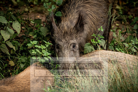 Wild Boar Forest of Dean-16