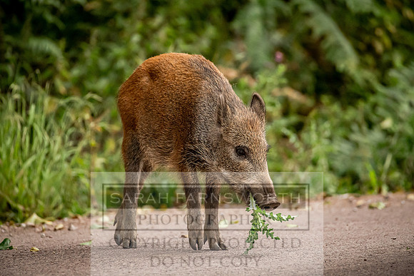 Wild Boar Forest of Dean-21