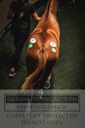 Goffs Orby 2022 Day 1-68