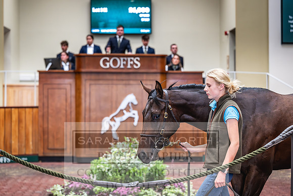 Goffs UK PY24-162