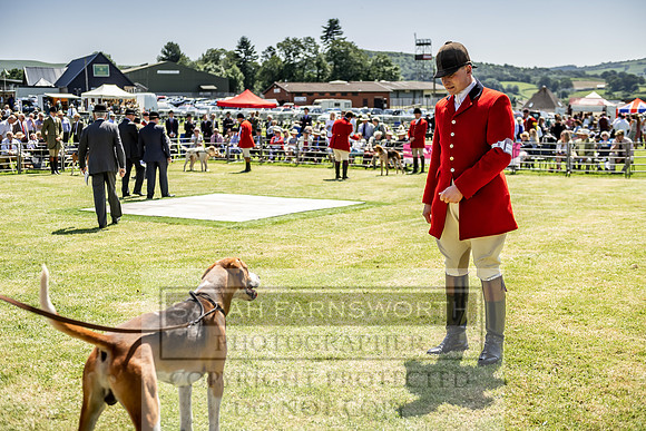Builth Hound Show 2019-108
