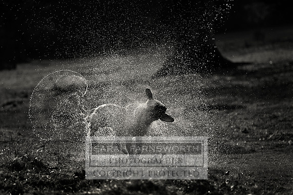 Drake 260214 CF1 494 bw