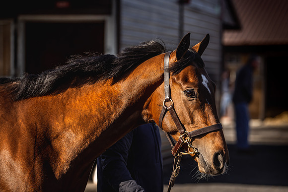 Goffs UK Breeze Up 2022-78