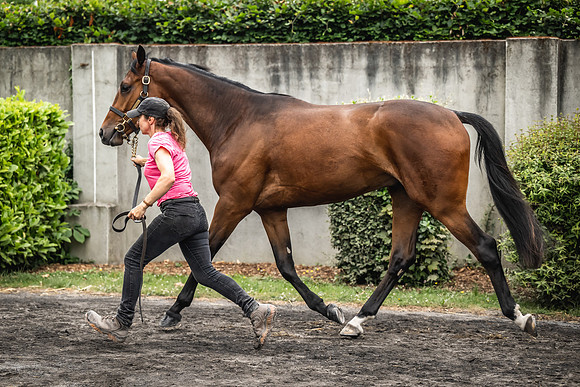 Goffs Arkle Sale Day 1-57