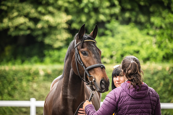 Goffs Arkle Sale Day 1-79