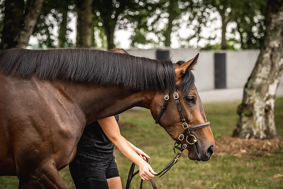 Goffs Arkle Sale Day 1-183
