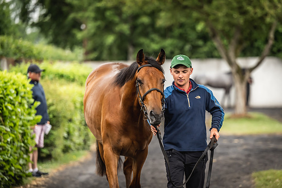 Goffs Arkle Sale Day 1-230