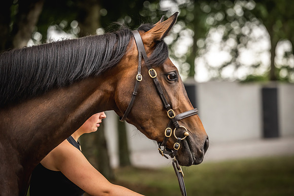 Goffs Arkle Sale Day 1-186