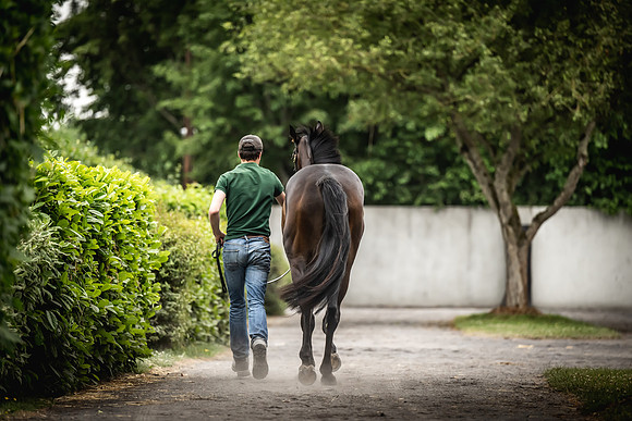 Goffs Arkle Sale Day 1-162