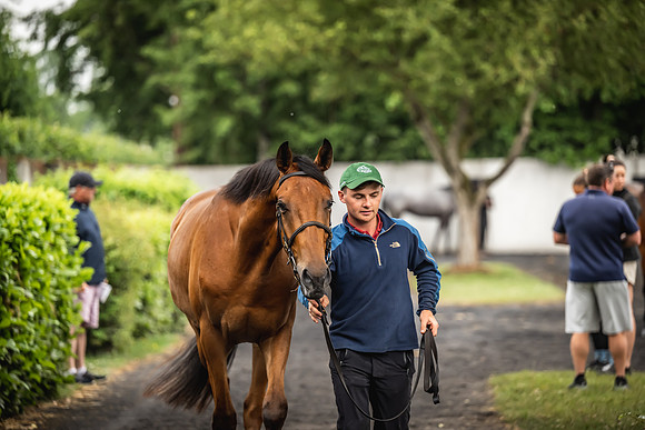 Goffs Arkle Sale Day 1-231