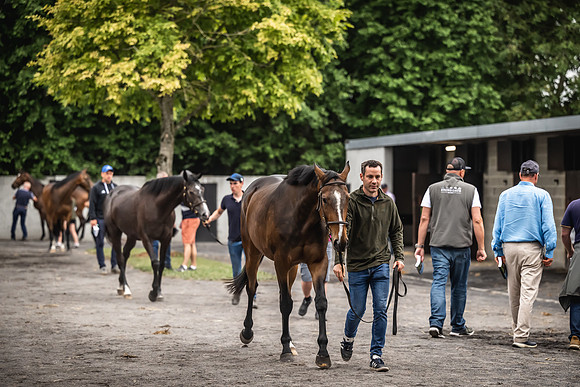 Goffs Arkle Sale Day 1-67
