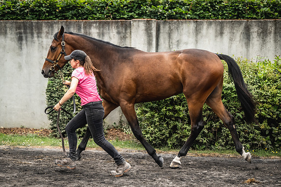 Goffs Arkle Sale Day 1-56