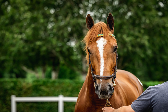 Goffs Arkle Sale Day 1-197