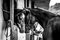 Goffs Arkle Sale Day 1-4