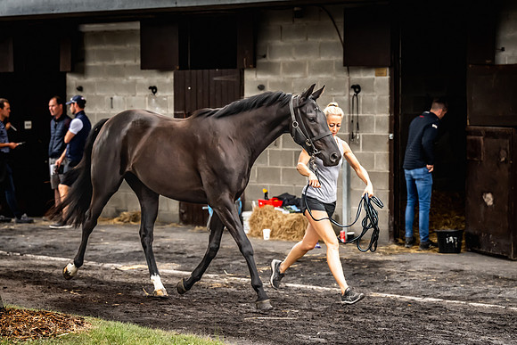 Goffs Arkle Sale Day 1-245