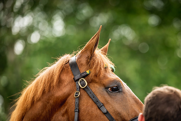 Goffs Arkle Sale Day 1-248