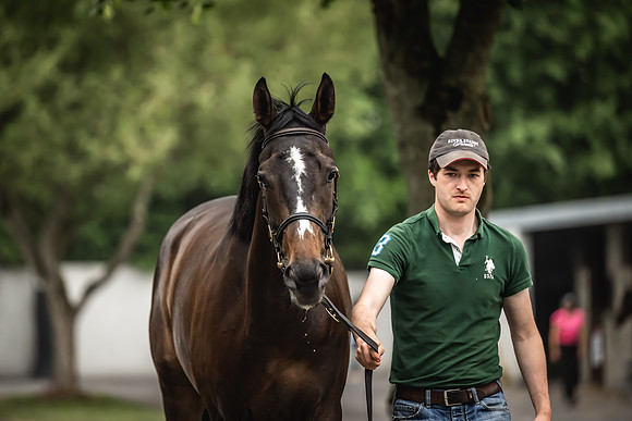 Goffs Arkle Sale Day 1-155