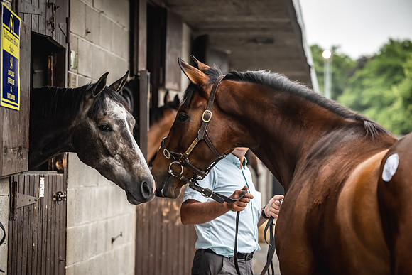Goffs Arkle Sale Day 1-3