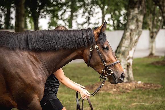 Goffs Arkle Sale Day 1-184
