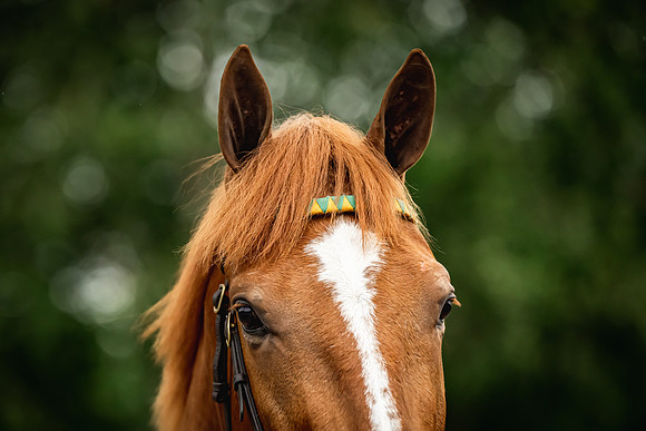 Goffs Arkle Sale Day 1-198