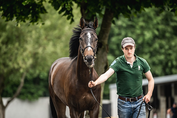 Goffs Arkle Sale Day 1-163