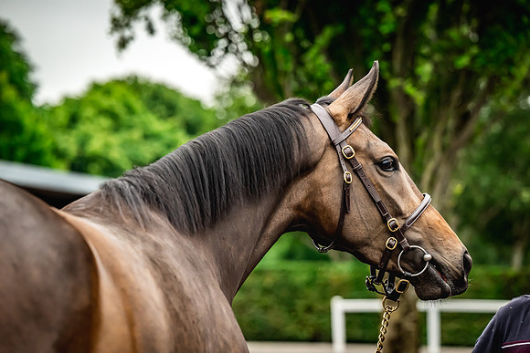Goffs Arkle Sale Day 1-196