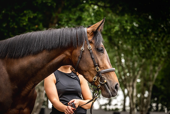 Goffs Arkle Sale Day 1-189