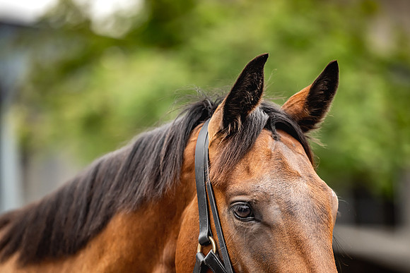 Goffs Arkle Sale Day 1-142