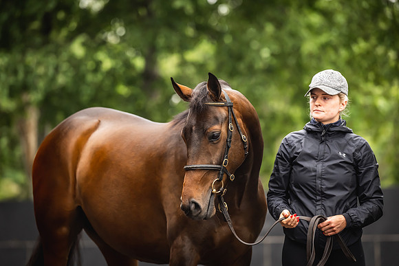 Goffs Arkle Sale Day 1-113