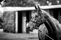 Goffs Arkle Sale Day 1-11