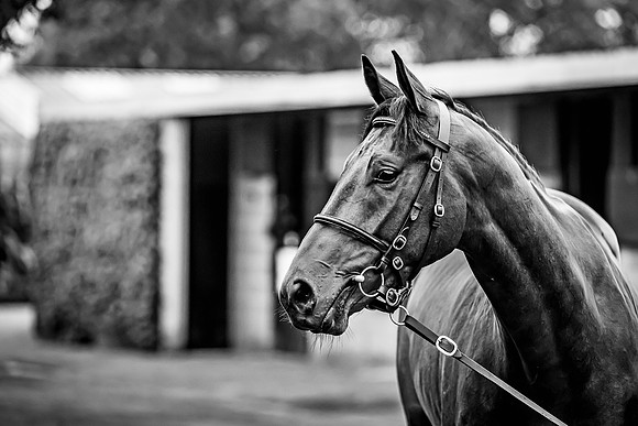 Goffs Arkle Sale Day 1-11