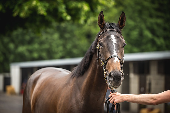 Goffs Arkle Sale Day 1-168
