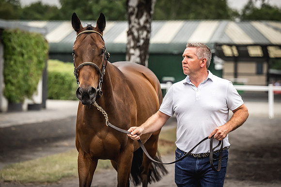 Goffs Arkle Sale Day 1-121