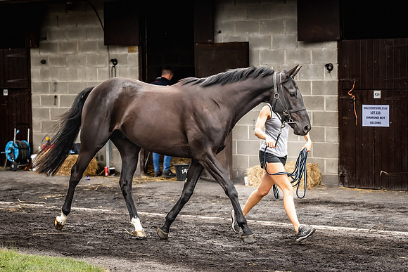 Goffs Arkle Sale Day 1-246