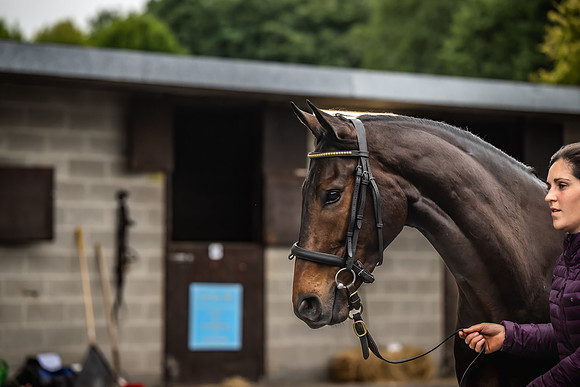 Goffs Arkle Sale Day 1-80