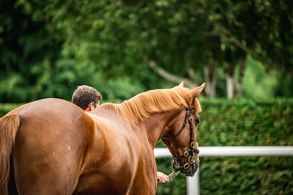 Goffs Arkle Sale Day 1-202