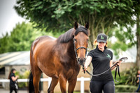 Goffs Arkle Sale Day 1-18