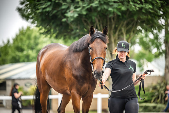 Goffs Arkle Sale Day 1-18