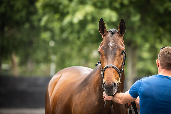 Goffs Arkle Sale Day 1-111