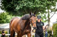 Goffs Arkle Sale Day 1-19